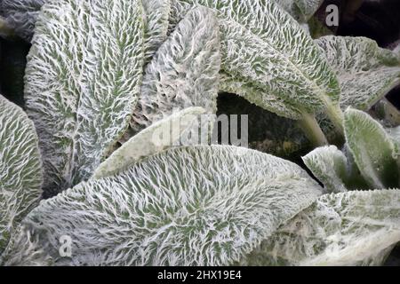 Lambs Ears is a commonly grown plant for children`s gardens. The foliage is also similar in shape to that of a real lamb’s ears, hence its name. Stock Photo